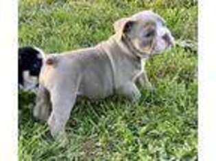 Bulldog Puppy for sale in Zionsville, IN, USA