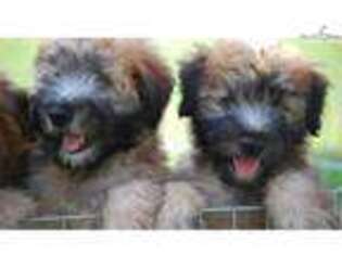 Soft Coated Wheaten Terrier Puppy for sale in Hartford, CT, USA