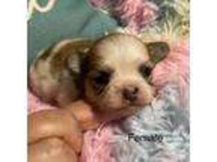 Mi-Ki Puppy for sale in Unknown, , USA