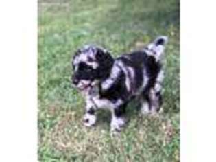 Mutt Puppy for sale in Newburgh, IN, USA