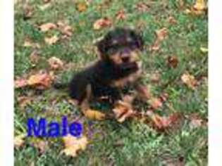 Airedale Terrier Puppy for sale in Vincent, OH, USA