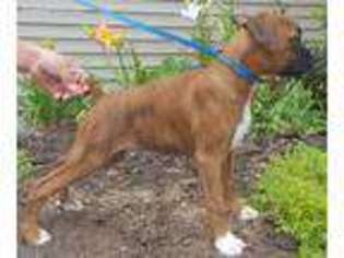 Boxer Puppy for sale in Sturgis, MI, USA