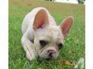 French Bulldog Puppy for sale in FARMINGTON, MN, USA
