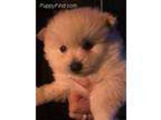 Pomeranian Puppy for sale in Vandalia, MI, USA
