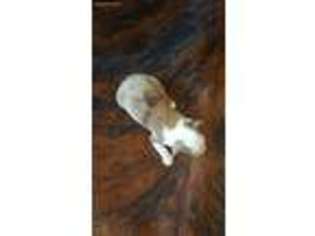 Miniature Australian Shepherd Puppy for sale in Marion, TX, USA