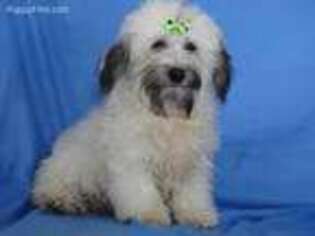 Havanese Puppy for sale in Fountain City, IN, USA