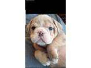 Bulldog Puppy for sale in Leola, SD, USA