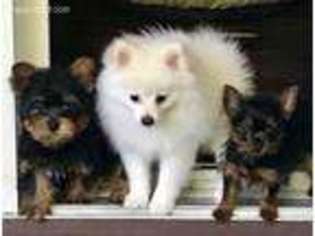 Pomeranian Puppy for sale in Waukegan, IL, USA