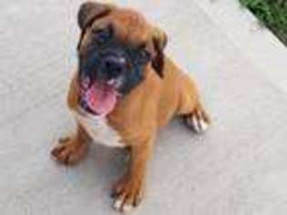 Boxer Puppy for sale in Sabina, OH, USA