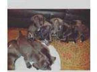 Cane Corso Puppy for sale in Suitland, MD, USA