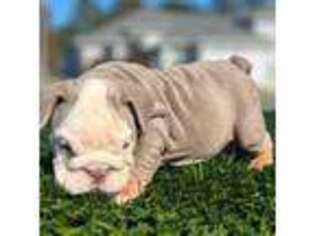 Bulldog Puppy for sale in Leesburg, FL, USA