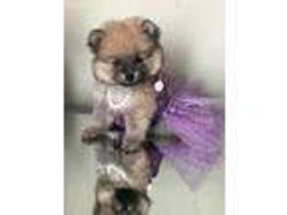 Pomeranian Puppy for sale in Bridgewater, NJ, USA