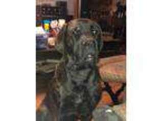 Mastiff Puppy for sale in Stuarts Draft, VA, USA