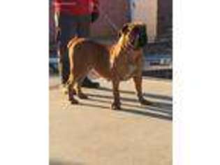 Boerboel Puppy for sale in Rancho Cucamonga, CA, USA