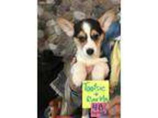 Pembroke Welsh Corgi Puppy for sale in Le Mars, IA, USA
