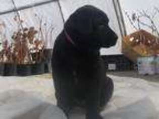 Labrador Retriever Puppy for sale in New Enterprise, PA, USA