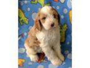 Cavapoo Puppy for sale in Huntsville, OH, USA