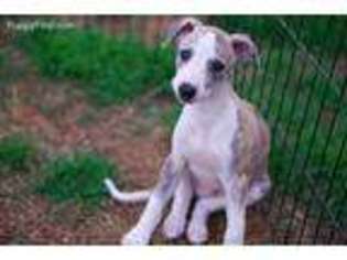 Whippet Puppy for sale in Atlanta, GA, USA