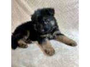 German Shepherd Dog Puppy for sale in Zillah, WA, USA