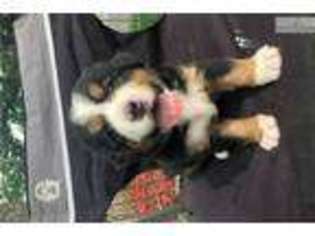 Bernese Mountain Dog Puppy for sale in Des Moines, IA, USA