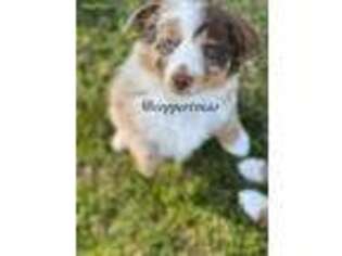 Miniature Australian Shepherd Puppy for sale in Peggs, OK, USA