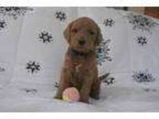 Goldendoodle Puppy for sale in Mifflin, PA, USA