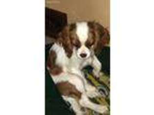 Cavalier King Charles Spaniel Puppy for sale in Monticello, IA, USA