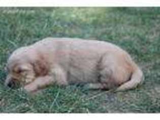 Golden Retriever Puppy for sale in La Center, WA, USA