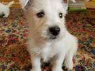 West Highland White Terrier Puppy for sale in Minocqua, WI, USA