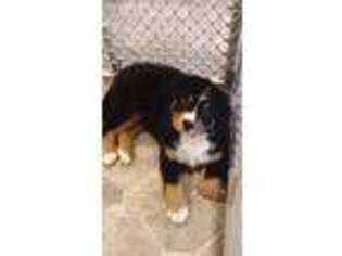 Bernese Mountain Dog Puppy for sale in Pound, VA, USA
