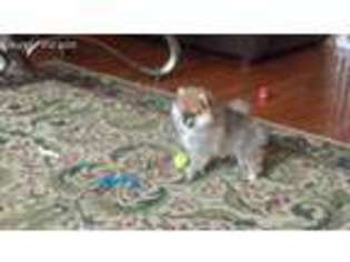 Pomeranian Puppy for sale in Havre De Grace, MD, USA