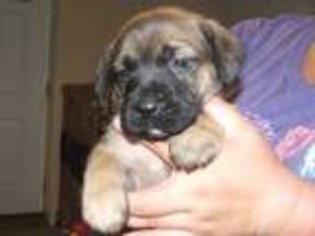 Mastiff Puppy for sale in Milford, PA, USA