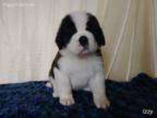 Saint Bernard Puppy for sale in Greenville, IL, USA