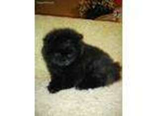 Pomeranian Puppy for sale in Raymore, MO, USA