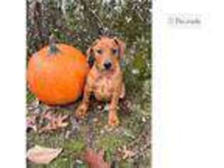Mutt Puppy for sale in Harrisburg, PA, USA