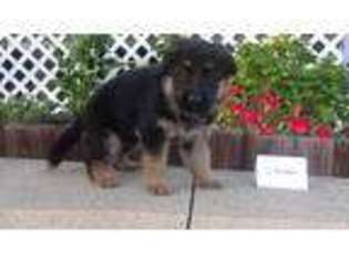 German Shepherd Dog Puppy for sale in Seymour, IN, USA