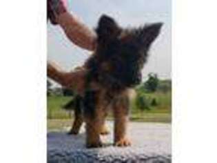 German Shepherd Dog Puppy for sale in Paris, KY, USA