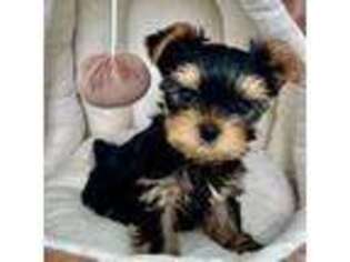 Yorkshire Terrier Puppy for sale in Venice, FL, USA