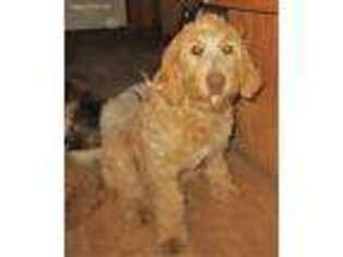 Goldendoodle Puppy for sale in Oxford, WI, USA