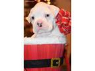 Boxer Puppy for sale in Pride, LA, USA
