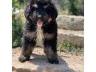 Mutt Puppy for sale in Dripping Springs, TX, USA