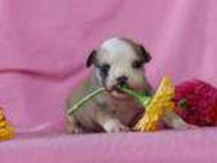 Bulldog Puppy for sale in Liberty, KY, USA