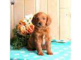 Medium Photo #1 Goldendoodle Puppy For Sale in Willow Street, PA, USA
