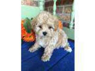 Mutt Puppy for sale in Baileyville, KS, USA