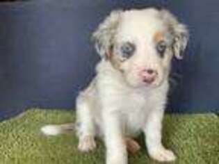 Border Collie Puppy for sale in Edinburg, TX, USA
