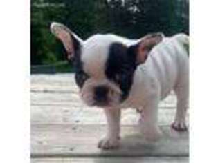 French Bulldog Puppy for sale in Bean Station, TN, USA
