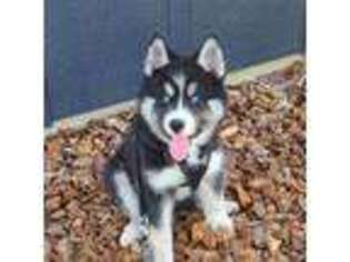 Siberian Husky Puppy for sale in Benton City, WA, USA