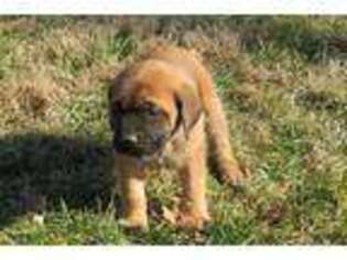 Mastiff Puppy for sale in Monticello, KY, USA