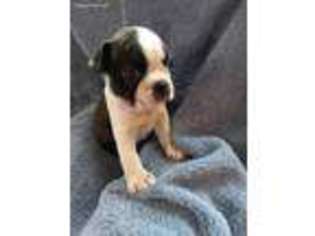 Border Terrier Puppy for sale in Remington, VA, USA