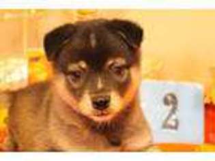 Alaskan Klee Kai Puppy for sale in Denison, IA, USA